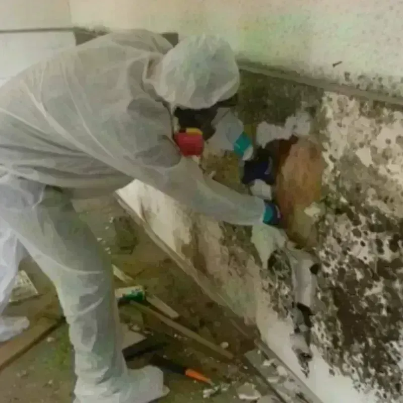 Mold Remediation and Removal in Gunter, TX